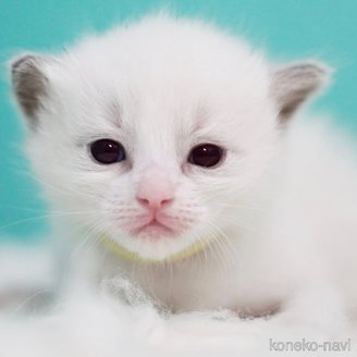 販売中の東京都のラグドール-119249の3枚目
